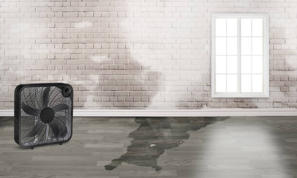Best Water damage contractors near me  in Ballard, UT